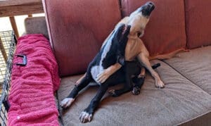 Olivia and Patrick playing on the couch