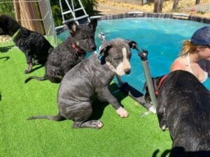 Puppy pool party, array of puppy drying off in the sun sitting at pool edge