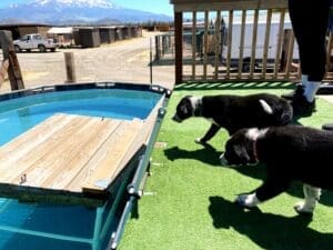 Puppy pool party, cuatious puppies approaching dock for the first time