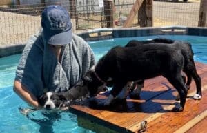 Puppy pool party, Jula helping puppies navigate water and dock