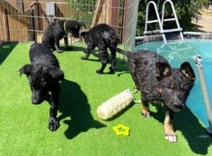 Puppy pool party, wet black puppies drying off at pool edge