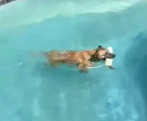 Puppy pool party, Raelyn swimming with floating tugtoy in mouth