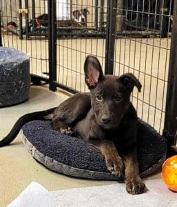 Veterinary Help_ Roxy lying down looking at cam one ear up , one down