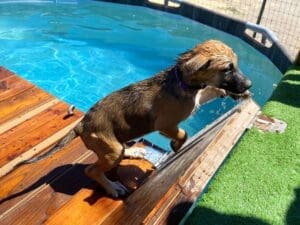 wet puppy climbing up from dock