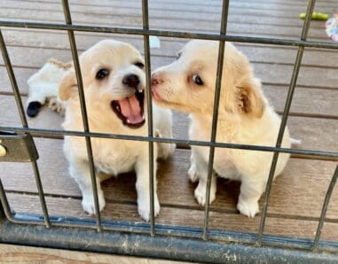 Carmelita_chihuahua_mix_pups