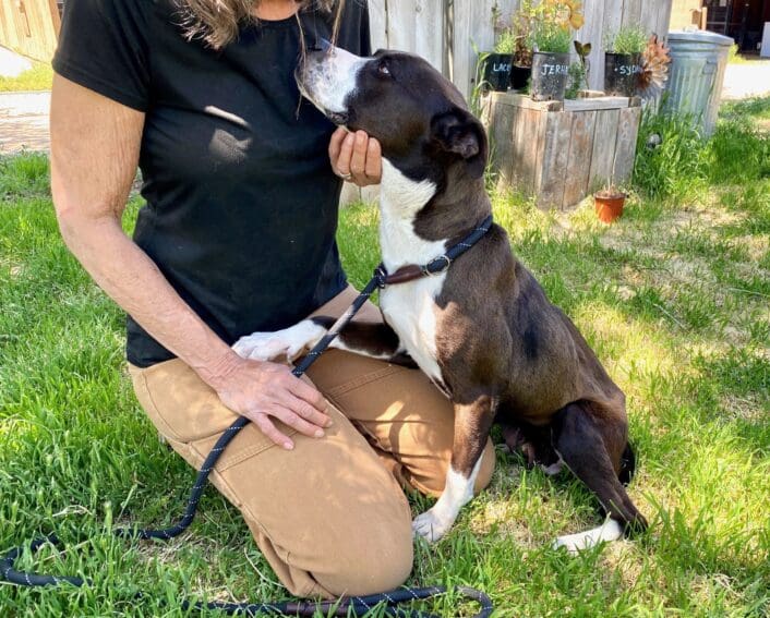 Diva_emaciated_pit_mix