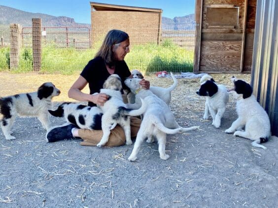 Laura_Rein_pyrenees_pups