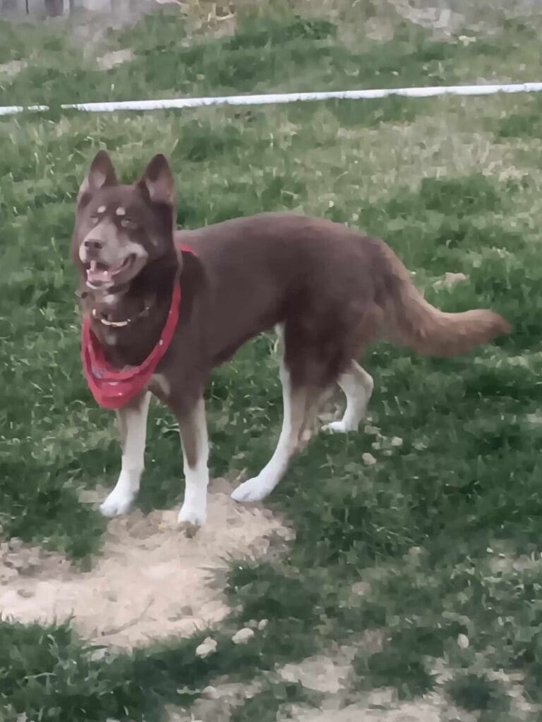 Luna-Siberian-Husky