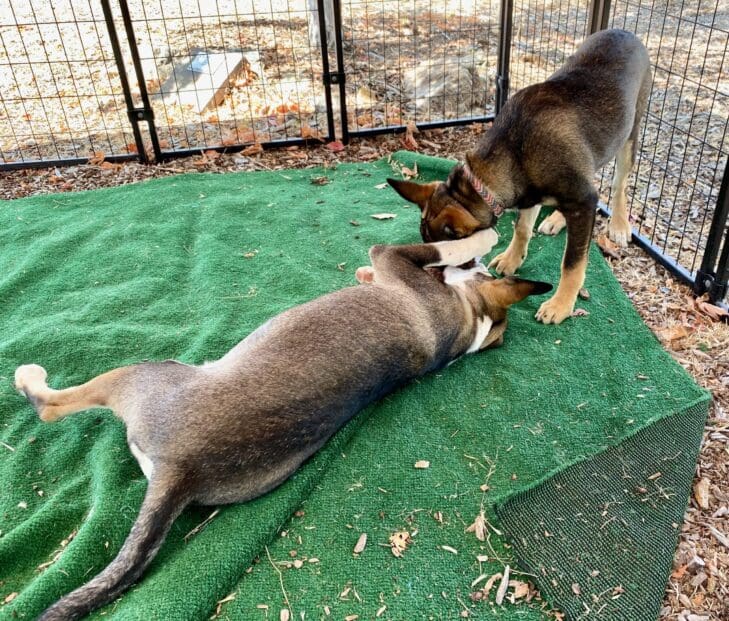 husky_mix_adolescents_playing_2