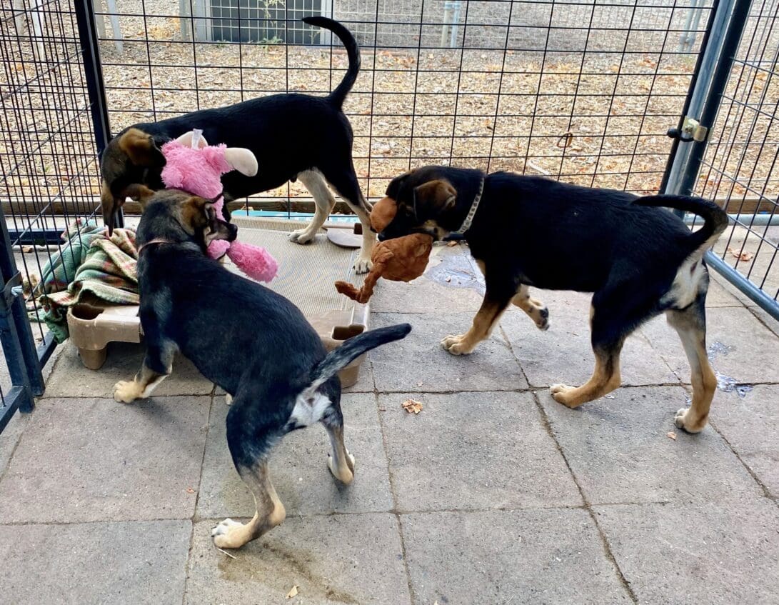 husky_mix_puppies_playing_toys