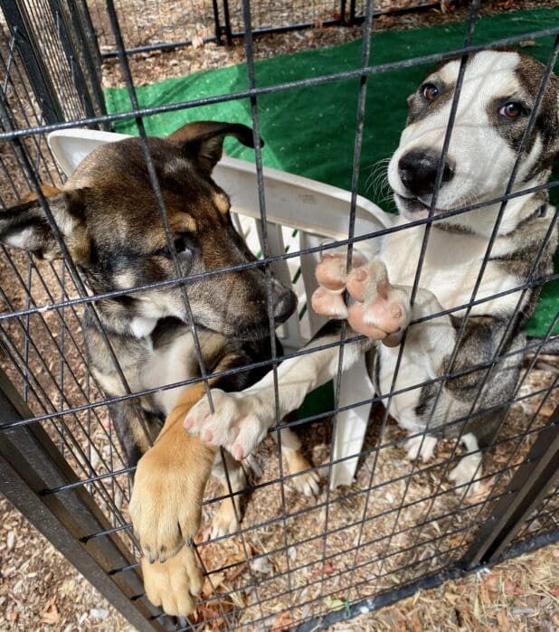 husky_mix_pups_Puppypalooza