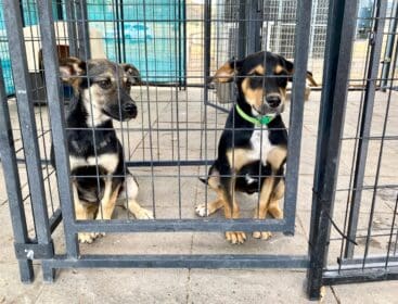 husky_mix_pups_at_fence_Puppypalooza_3