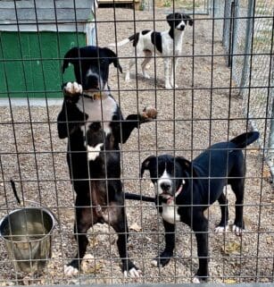 mixed_group_pups_Puppypalooza