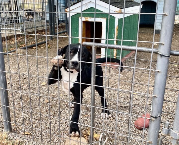 pittie_puppy_paw_fence