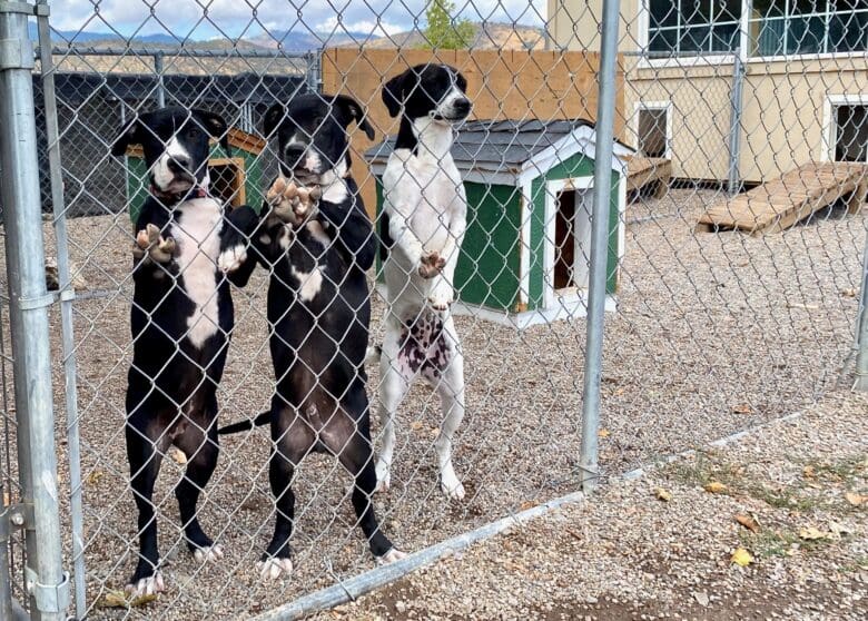 pittie_pups_at_fence_Puppypalooza