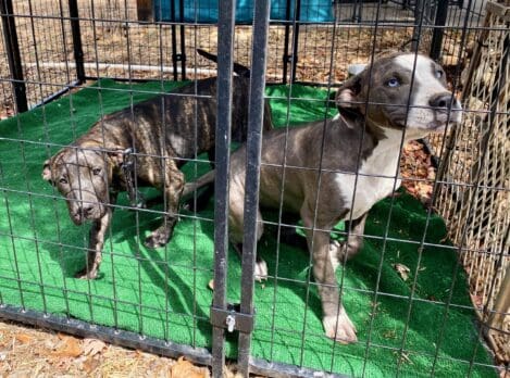 pittie_pups_in_pen_Puppypalooza