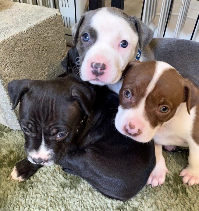 Diamond_pit_bull_puppies