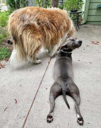 Gabby_splooting_looking_backward