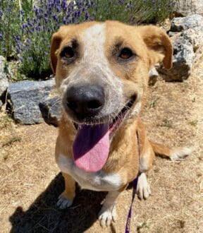 Papaya_smiling_portrait
