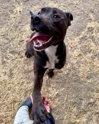 Django_happy_dog_paw (1)