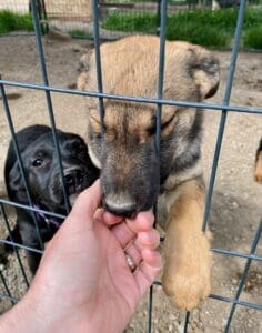 Abandoned_puppy_fence_hand
