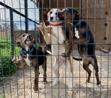 Abandoned_pups_in_kennel2
