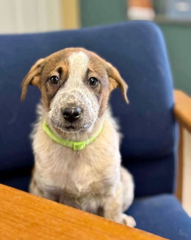 Blaze_YPD_heeler_pup