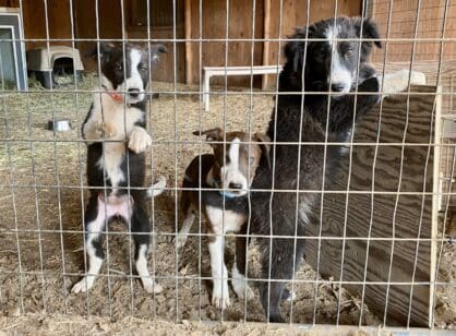 Border_collie_pups1