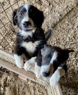 Border_collie_pups_barrier