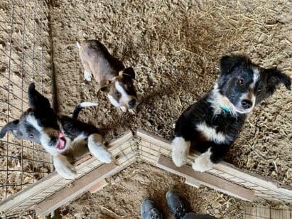 Border_collie_pups_greeting1