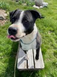 Mr_Wiggles_tongue_out