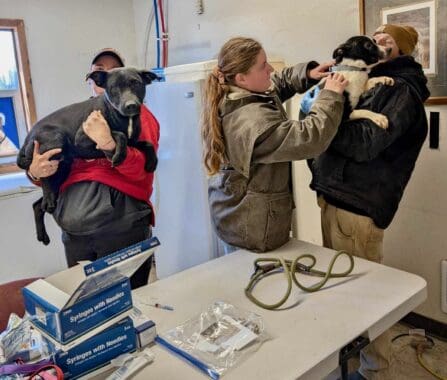 Sanctuary_staff_vax_hoarding_dogs