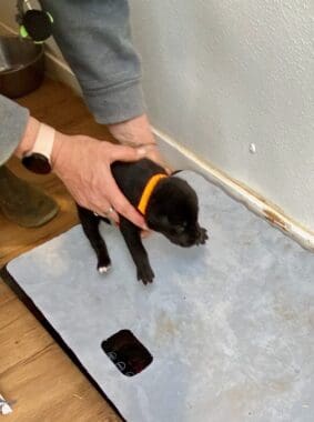 Staff_weighing_pups
