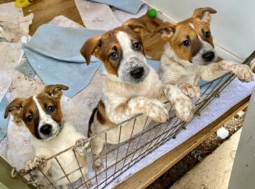 YPD_heeler_pups_whelping_shed2