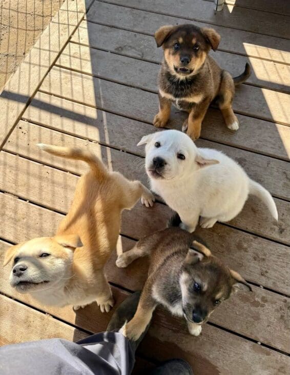 County_pups_in_shade (1)