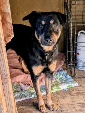 Dennis_Rottie_mix_LA