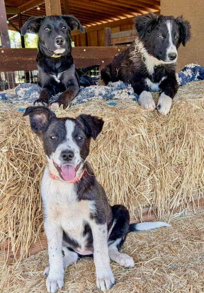 Hornbrook_pups_hay_bales