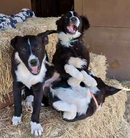 Hornbrook_pups_playing