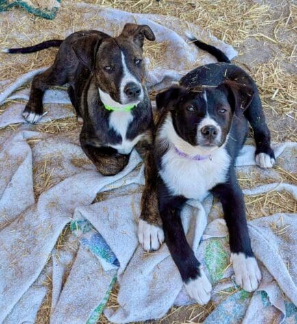 Hornbrook_pups_resting