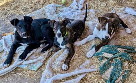 Hornbrook_pups_straw