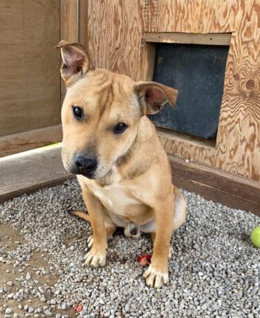 Shastina_hoarding_dog2