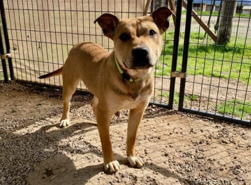 Shastina_hoarding_dog4