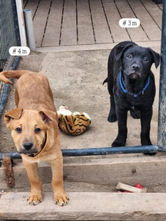 Shastina_hoarding_pups1