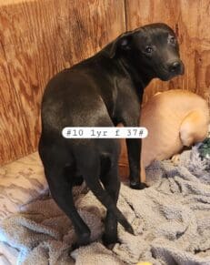 Shastina_hoarding_pups2