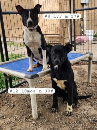 Shastina_hoarding_pups3