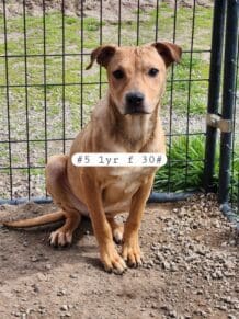 Shastina_hoarding_pups4