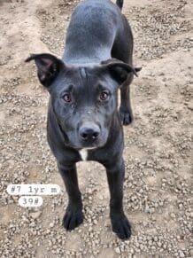 Shastina_hoarding_pups5