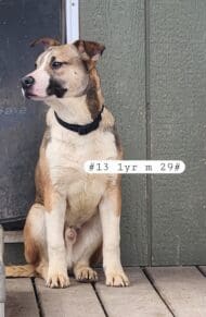 Shastina_hoarding_pups6