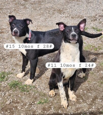 Shastina_hoarding_pups7