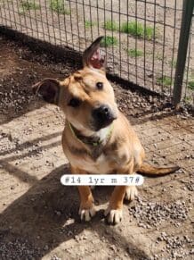 Shastina_hoarding_pups8